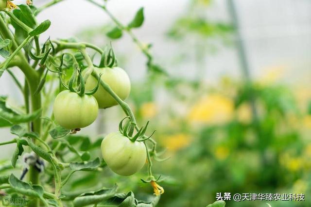 番茄开花到果实成熟要多久，番茄生长周期？