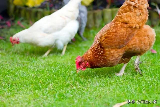 鸡啄蛋的原因及防治方法，鸡蛋啄食原因及防治措施？