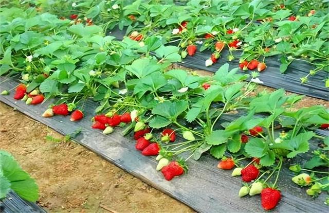 奶油草莓种植时间和方法，草莓种植时间和技巧？