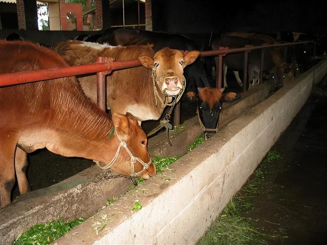牛不爱吃草什么原因，牛为什么不爱吃草？