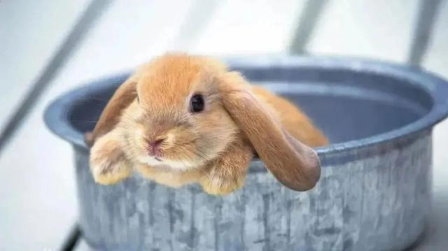 垂耳兔能长多大，垂耳兔的成长速度？