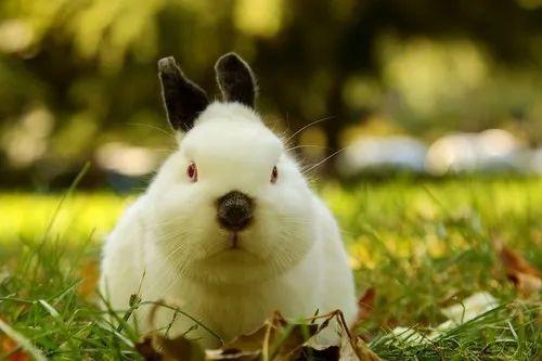 垂耳兔能长多大，垂耳兔的成长速度？