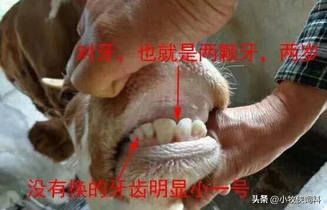牛牙齿图片，奶牛的牙齿照片？