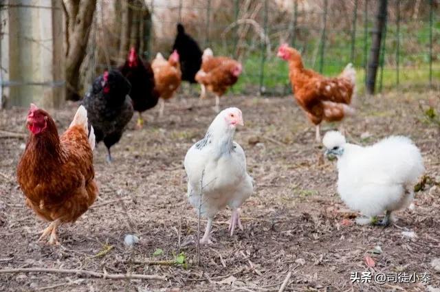 鸡啄蛋的原因及防治方法，鸡蛋啄食原因及防治措施？