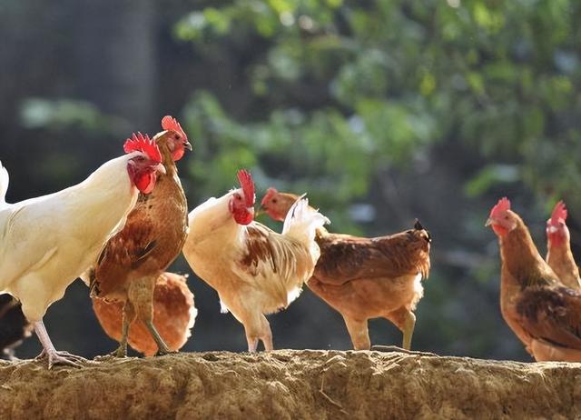 如何判断鸡是瘟鸡，鸡瘟病症状辨别方法？