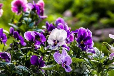 紫罗兰颜色，紫罗兰花？