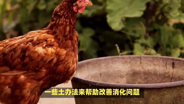 治疗鸡不消化的土办法，鸡消化问题的自然疗法？