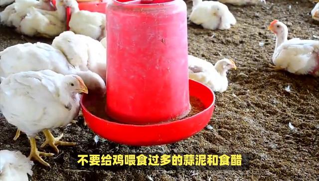 治疗鸡不消化的土办法，鸡消化问题的自然疗法？