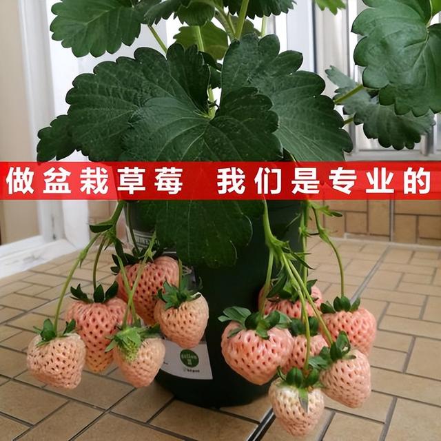 奶油草莓种植时间和方法，草莓种植时间和技巧？