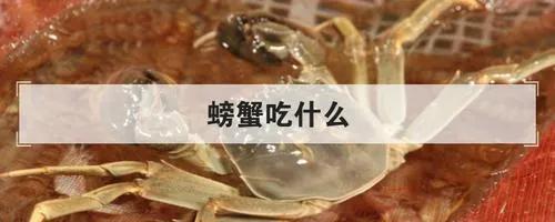 河蟹吃什么，河蟹的食物？