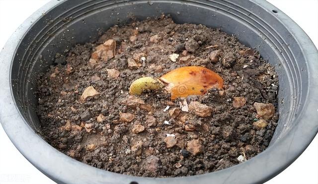 榴莲籽可以种出来榴莲吗，榴莲种子怎么种植？