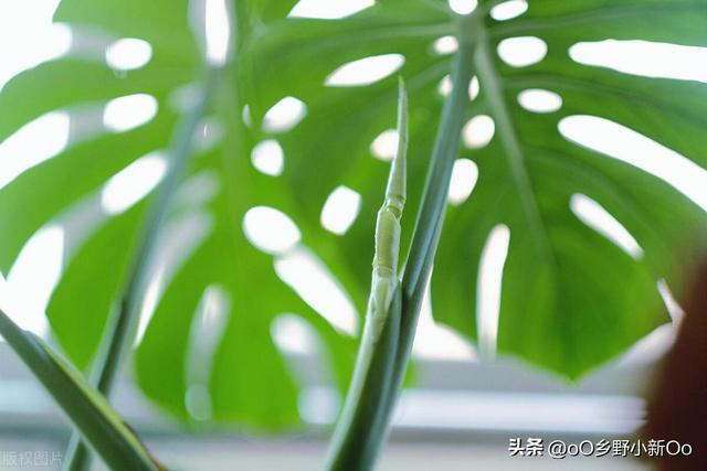 水培龟背竹的养殖方法和注意事项，水培龟背竹的种植技巧和养护要点？
