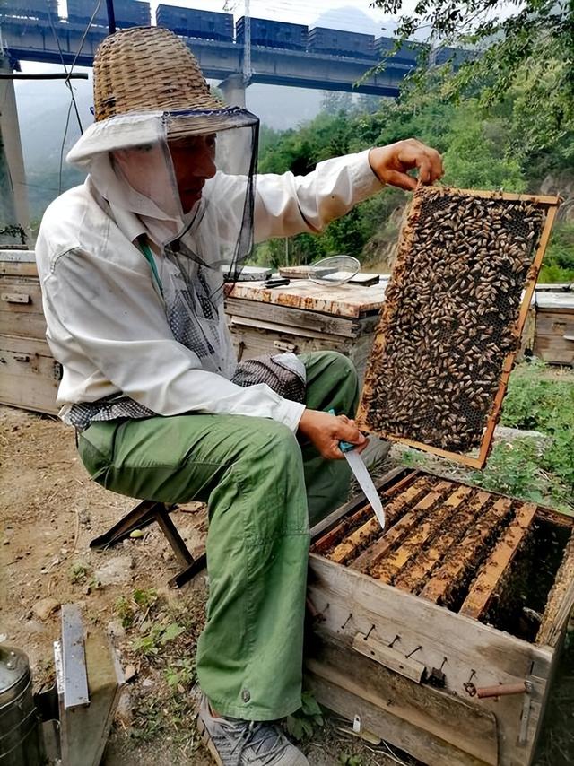 野蜜蜂怎么抓蜂王，野蜜蜂捕捉技巧？