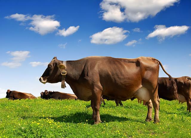 母牛预产期计算方法，母牛预产期计算工具？
