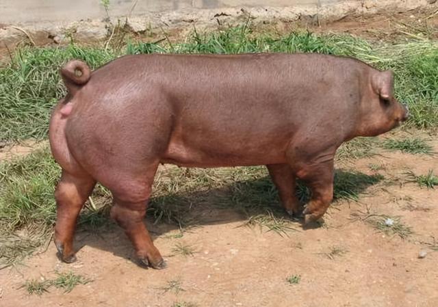 三头公猪配一头母猪，猪肉供应链？