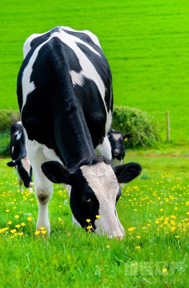 奶牛品种，奶牛养殖技术？