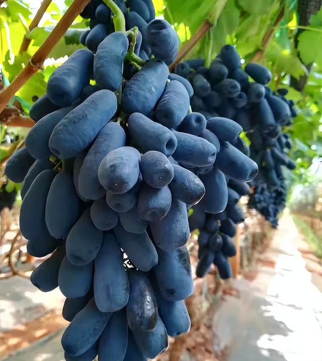 蓝宝石葡萄苗适合什么地方种植，蓝宝石葡萄苗种植条件？