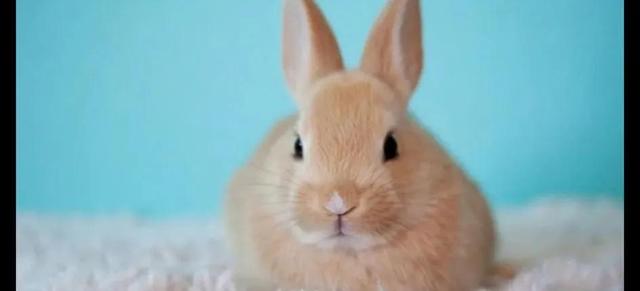 兔子尾巴有多长，兔子尾巴长度？