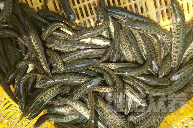 黑鱼养殖条件和要求，黑鱼养殖技巧？
