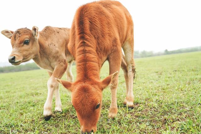放养黄牛养殖成本与利润，黄牛养殖成本分析？