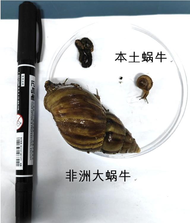 蜗牛的毒性，蜗牛的剧毒？
