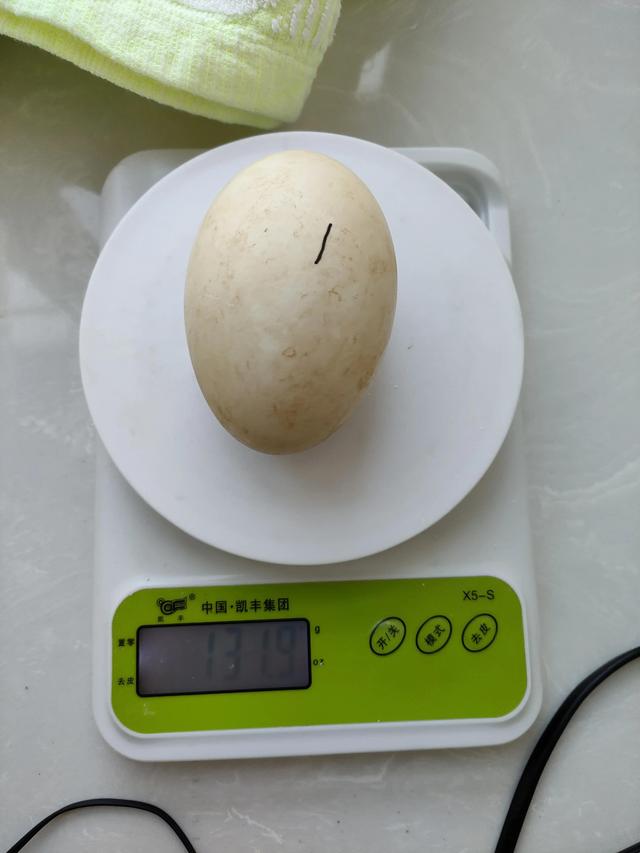 孵鹅蛋温度和湿度是多少_，孵化鹅蛋的温度和湿度要求？