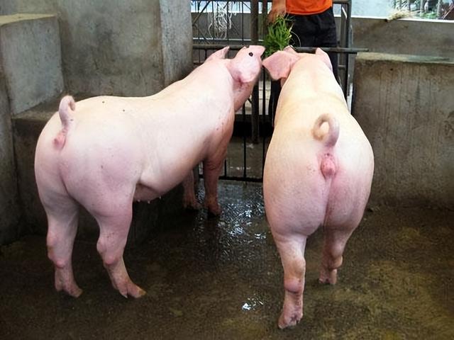 三头公猪配一头母猪，猪肉供应链？