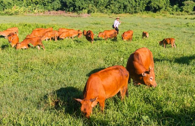 放养黄牛养殖成本与利润，黄牛养殖成本分析？