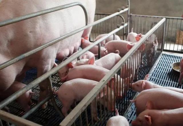 母猪最多预产期不超过几天，母猪预产期？